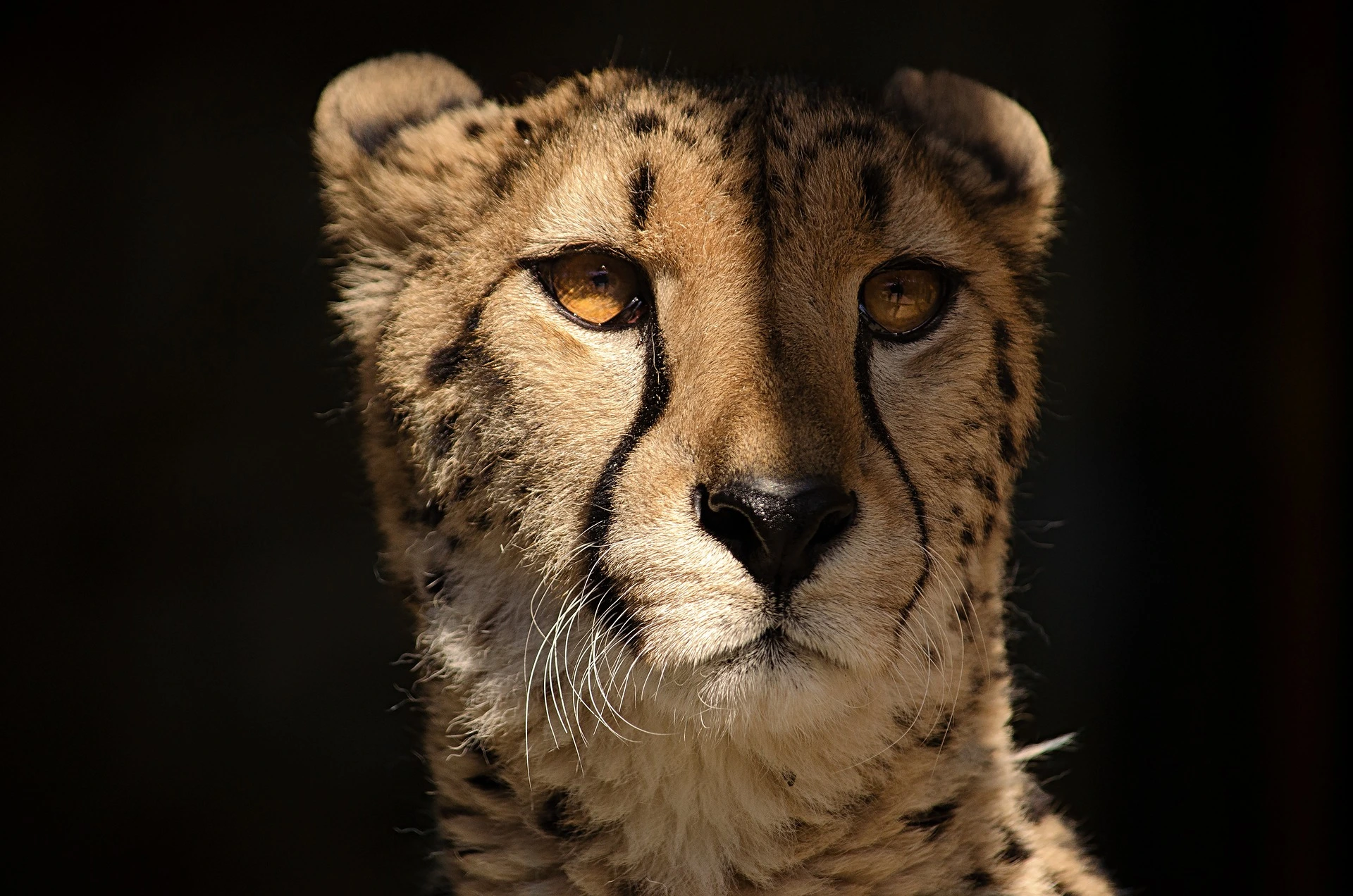 cheetah-4818603_1920