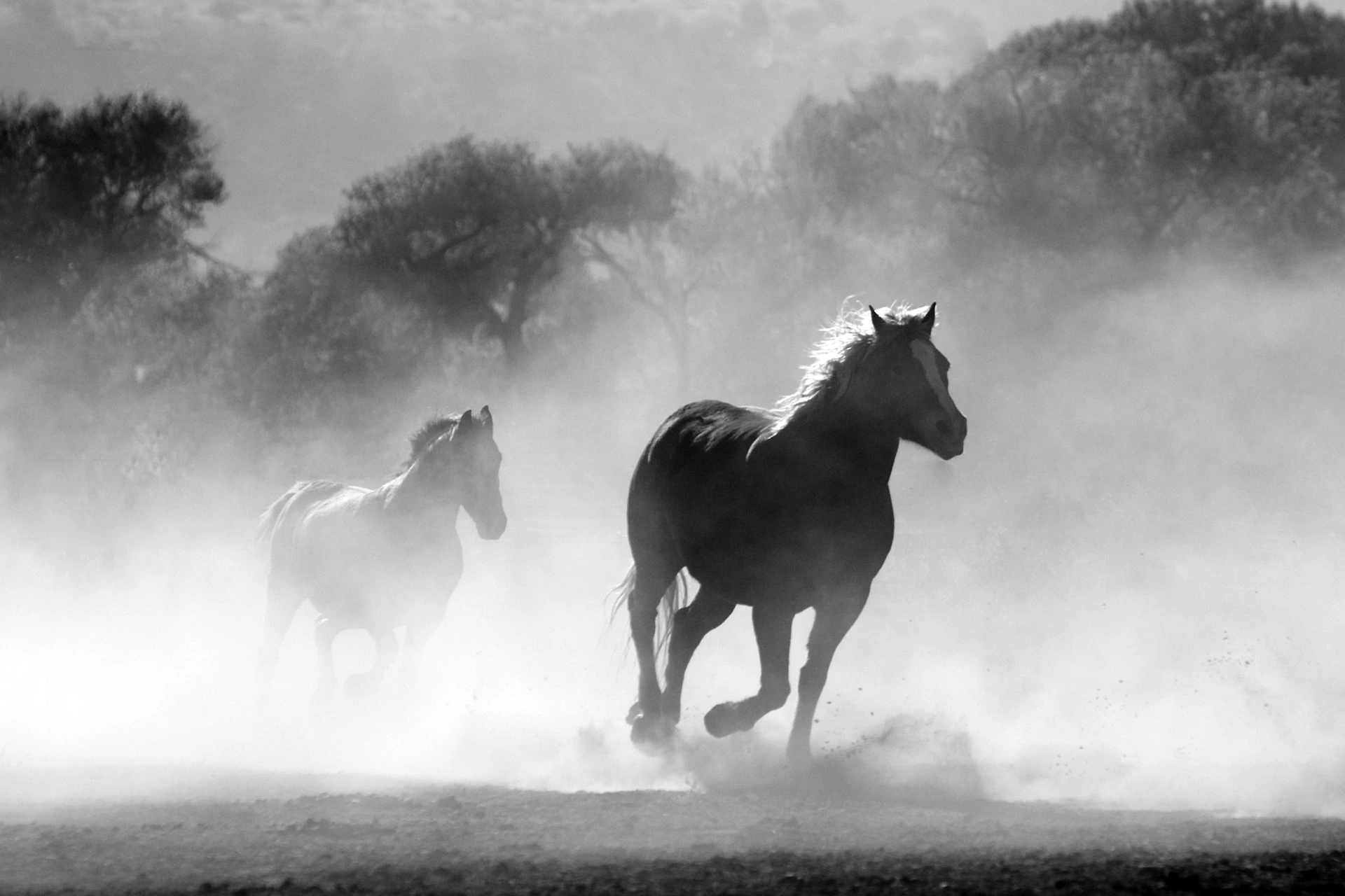 horses-430441_1920