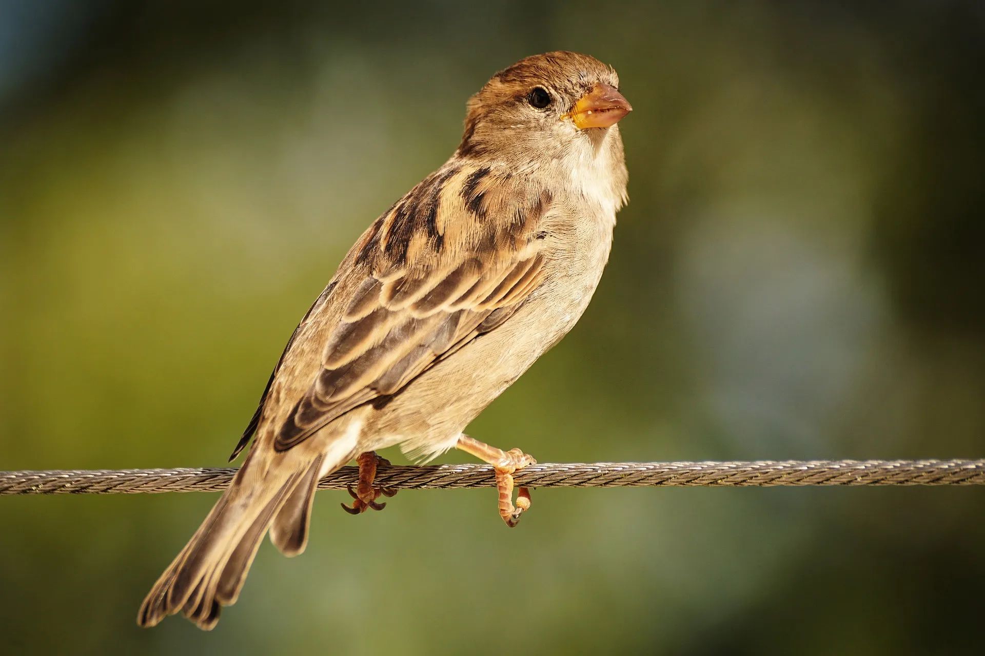sparrow-3698507_1920