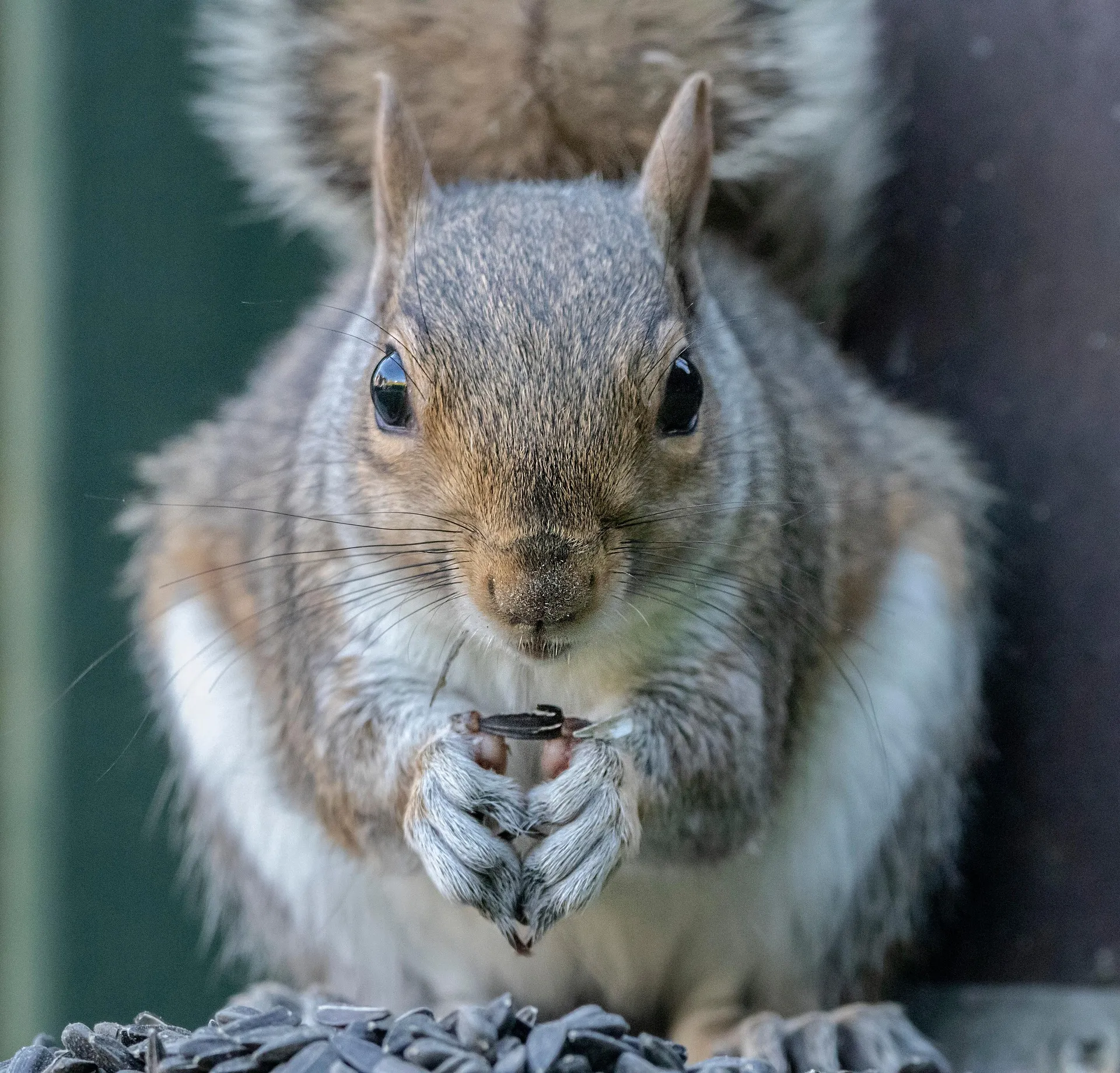 squirrel-8605258_1920