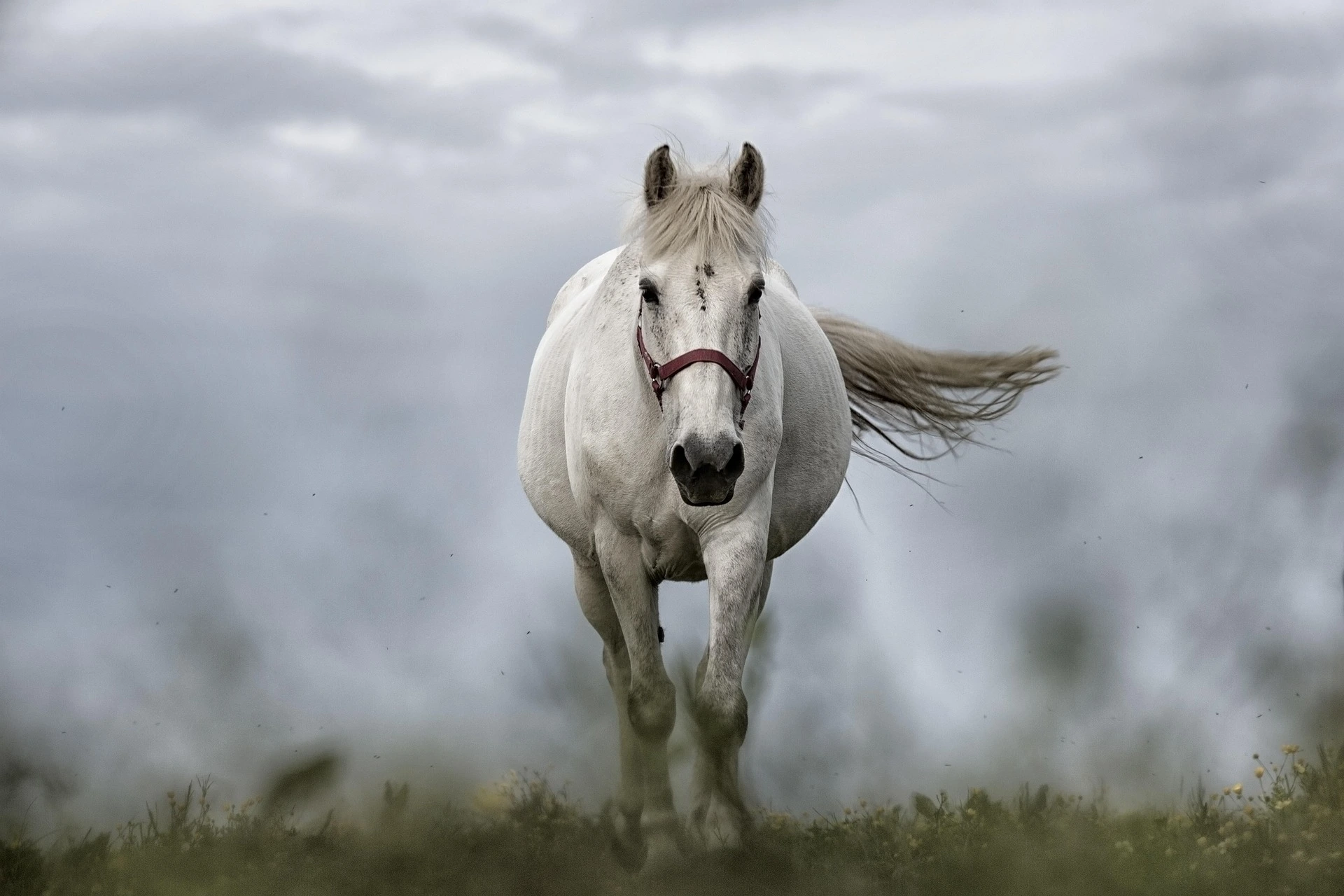 white-horse-1136093_1920