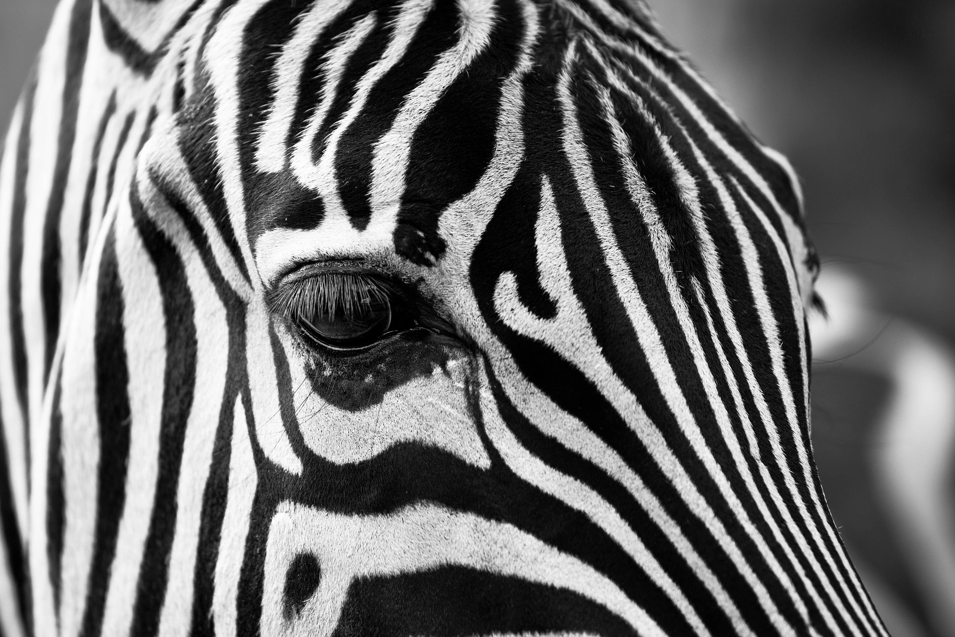 zebra-630149_1920